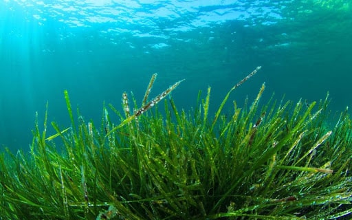 immagine della crescita dell'alga spirulina in fondo all'oceano